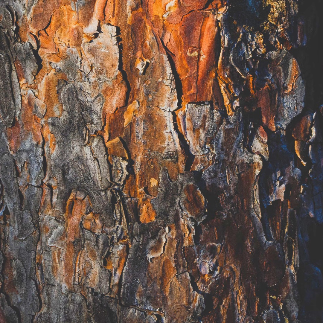 Parfum Boisé et Caractères Adopt Parfums