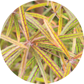 Benzoin