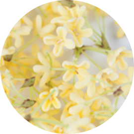 Fleur d'osmanthus