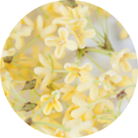 osmanthus flower