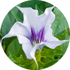 datura flower