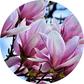 magnolia flower