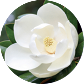 magnolia flower