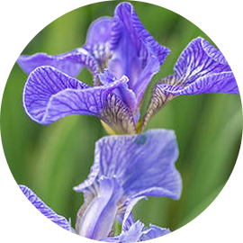 Iris