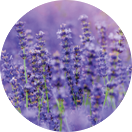 Lavender