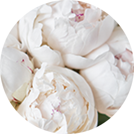 white peony