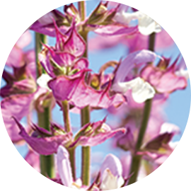 clary sage